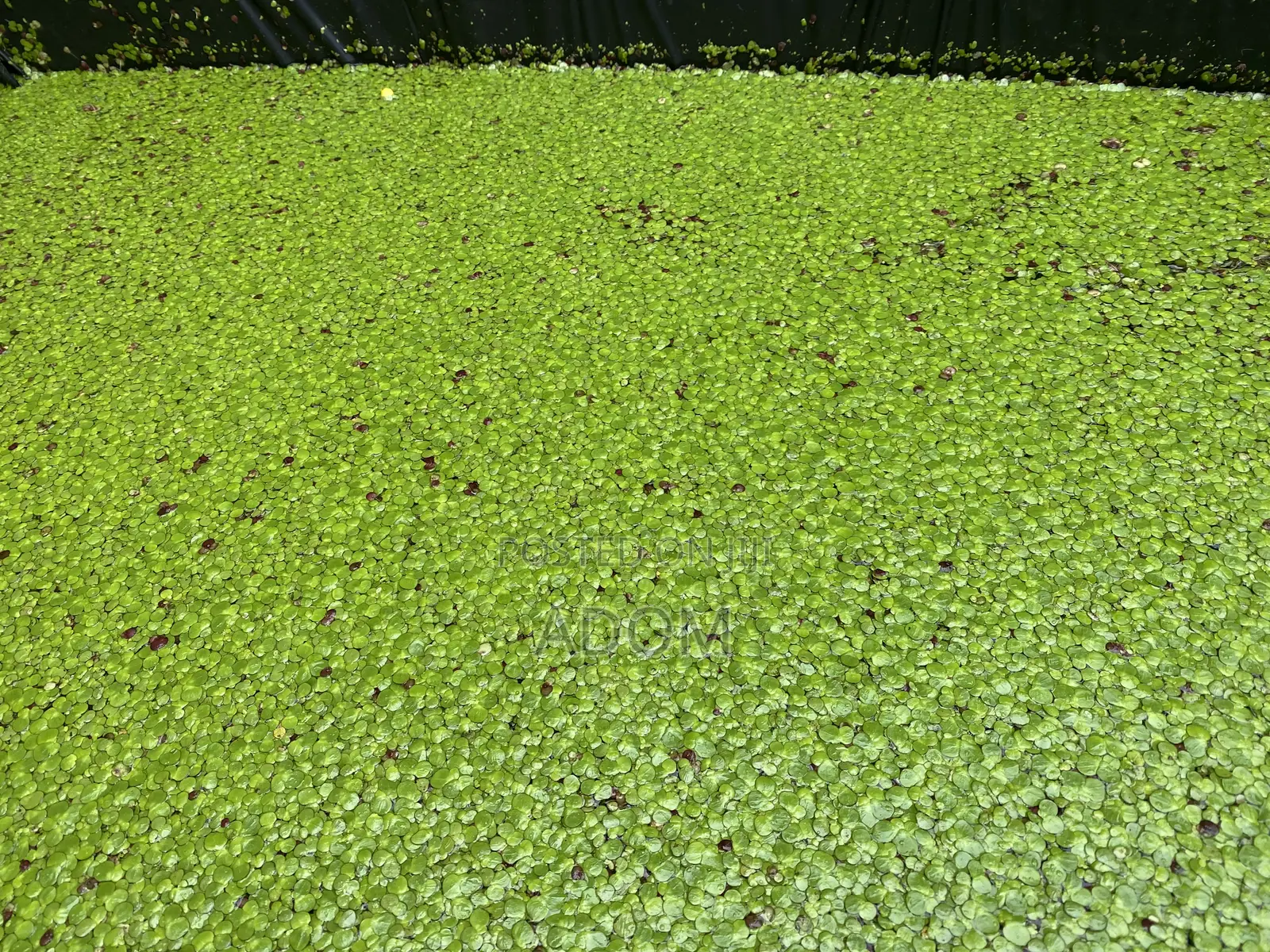 Fresh and Dried Duckweed Feed
