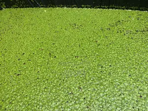 Fresh and Dried Duckweed Feed