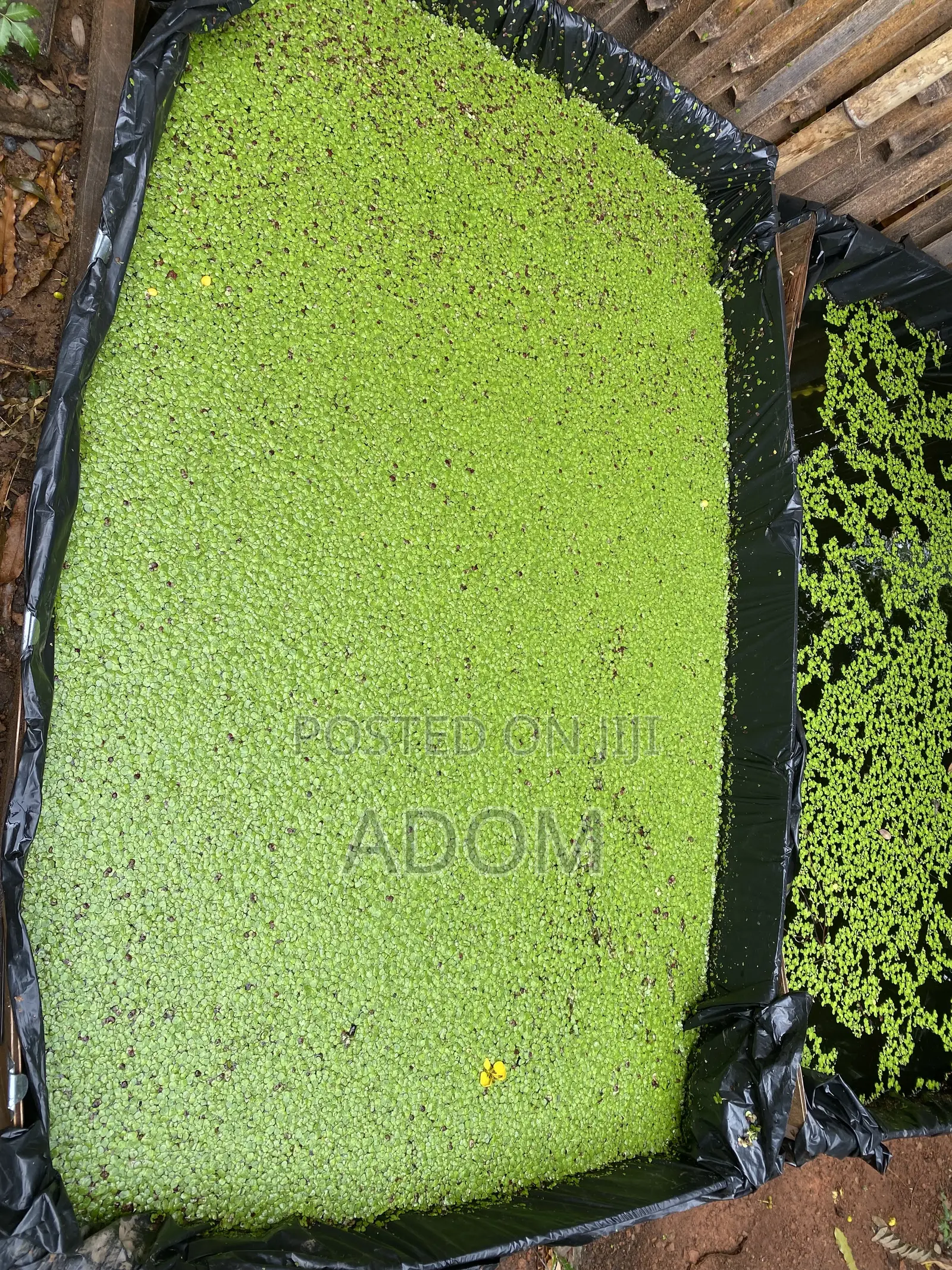 Fresh and Dried Duckweed Feed