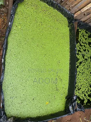 Fresh and Dried Duckweed Feed