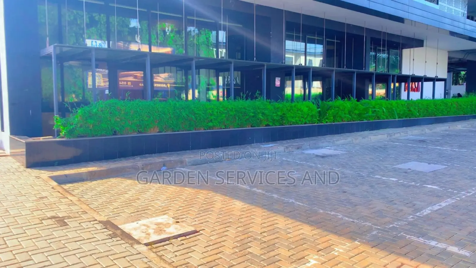 Shrub Bamboo for Workplace Deco and Fencing