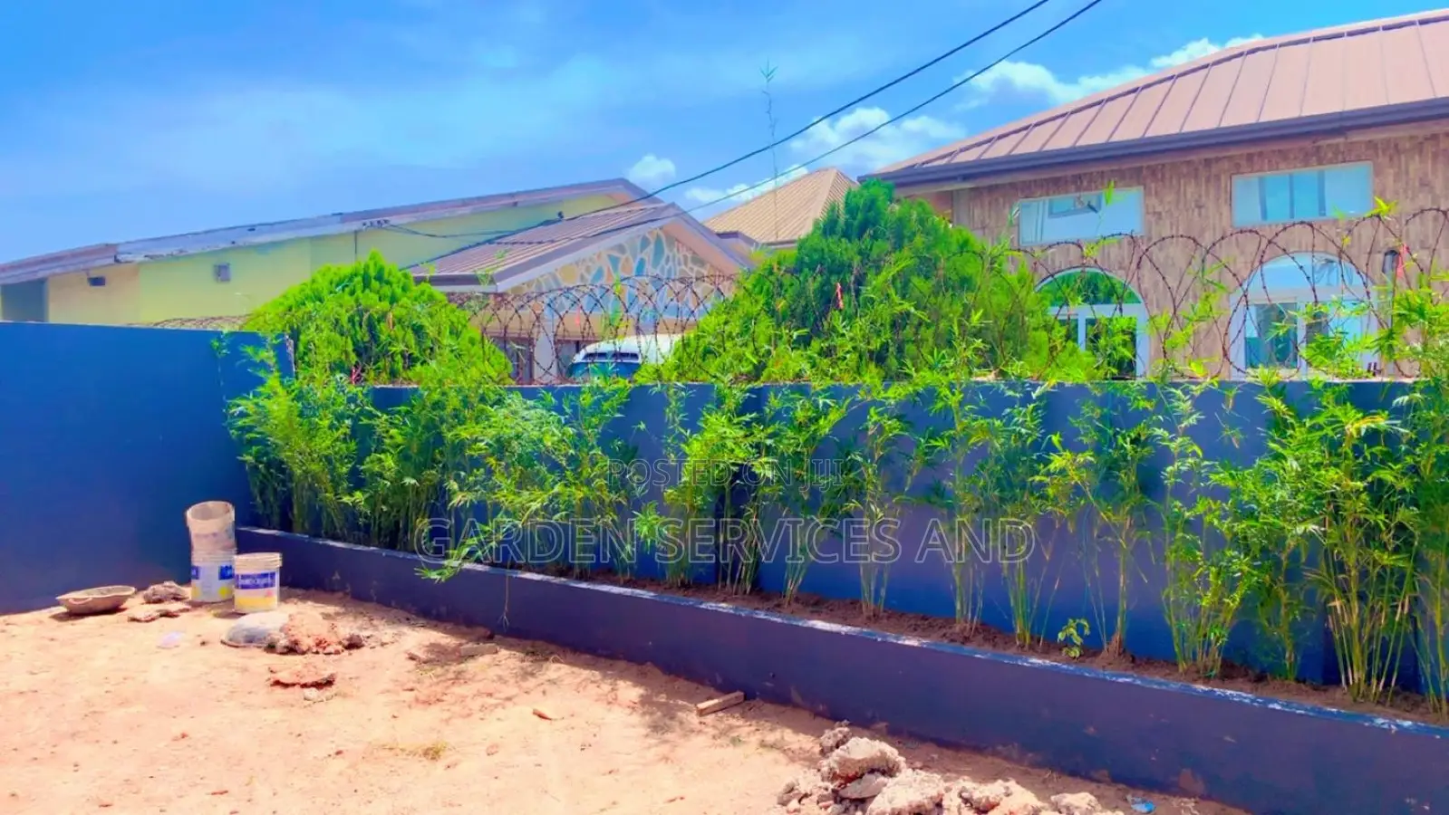 Shrub Bamboo for Workplace Deco and Fencing