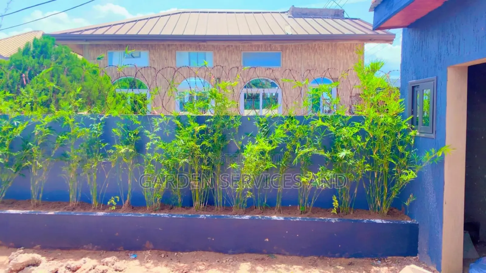 Shrub Bamboo for Workplace Deco and Fencing