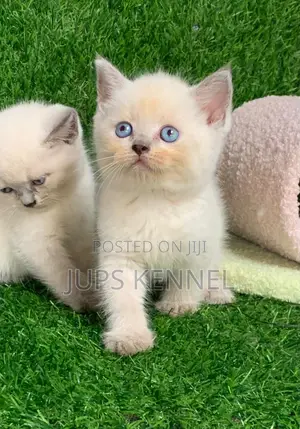 1-3 months Female Purebred British Shorthair