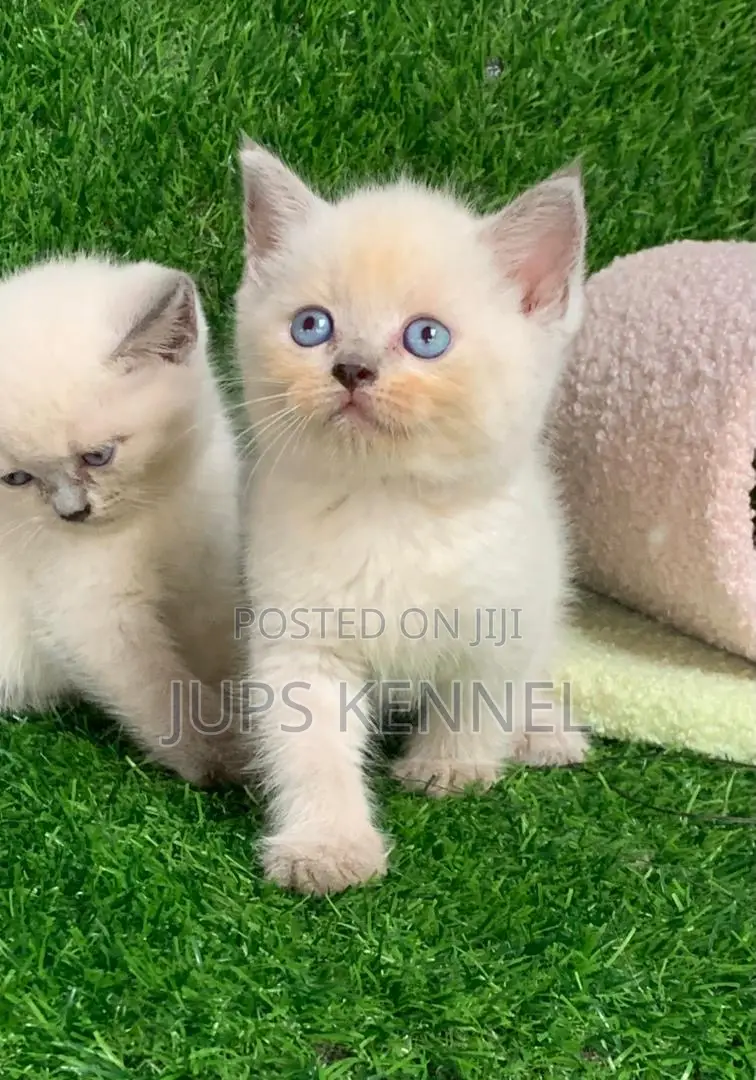1-3 months Female Purebred British Shorthair