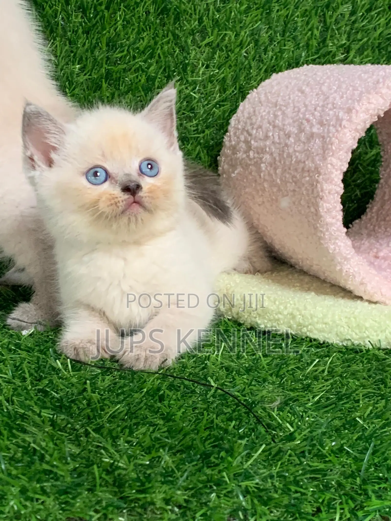 1-3 months Female Purebred British Shorthair