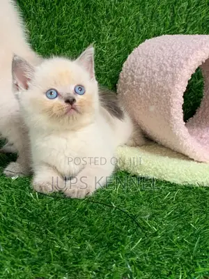 1-3 months Female Purebred British Shorthair