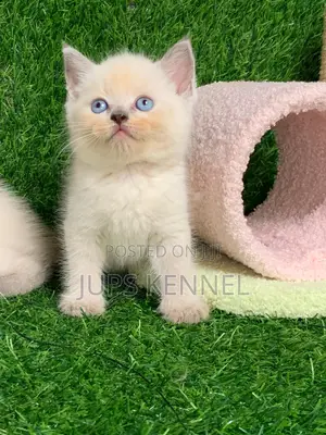 1-3 months Female Purebred British Shorthair