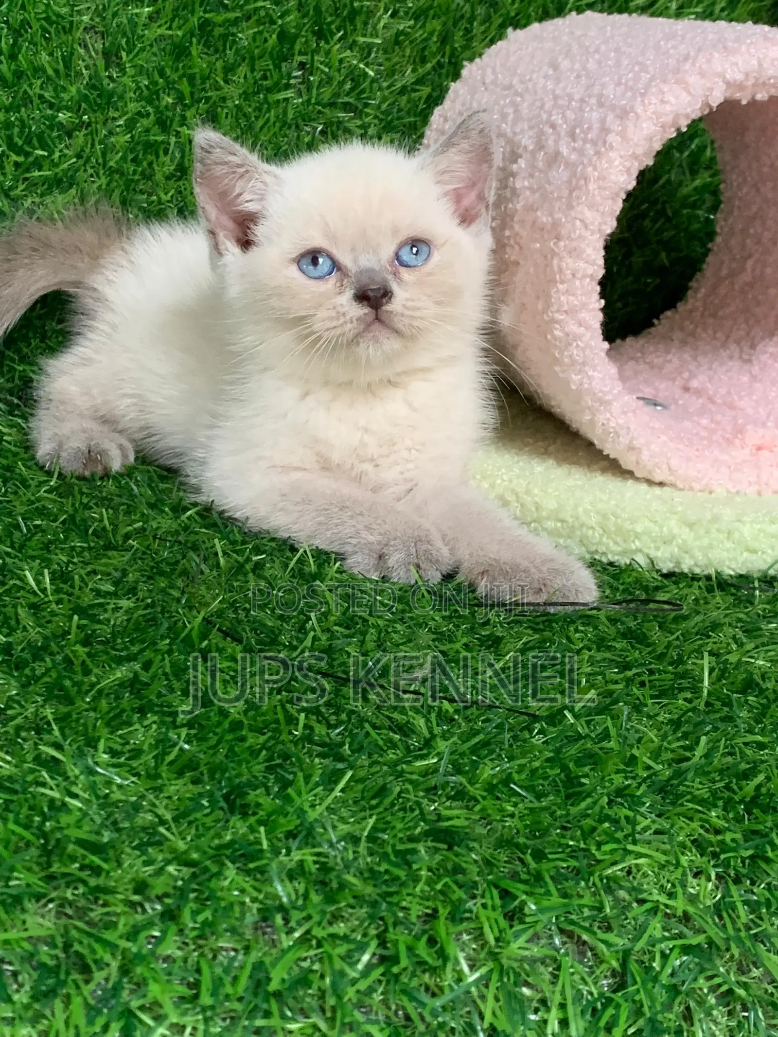 1-3 months Female Purebred British Shorthair
