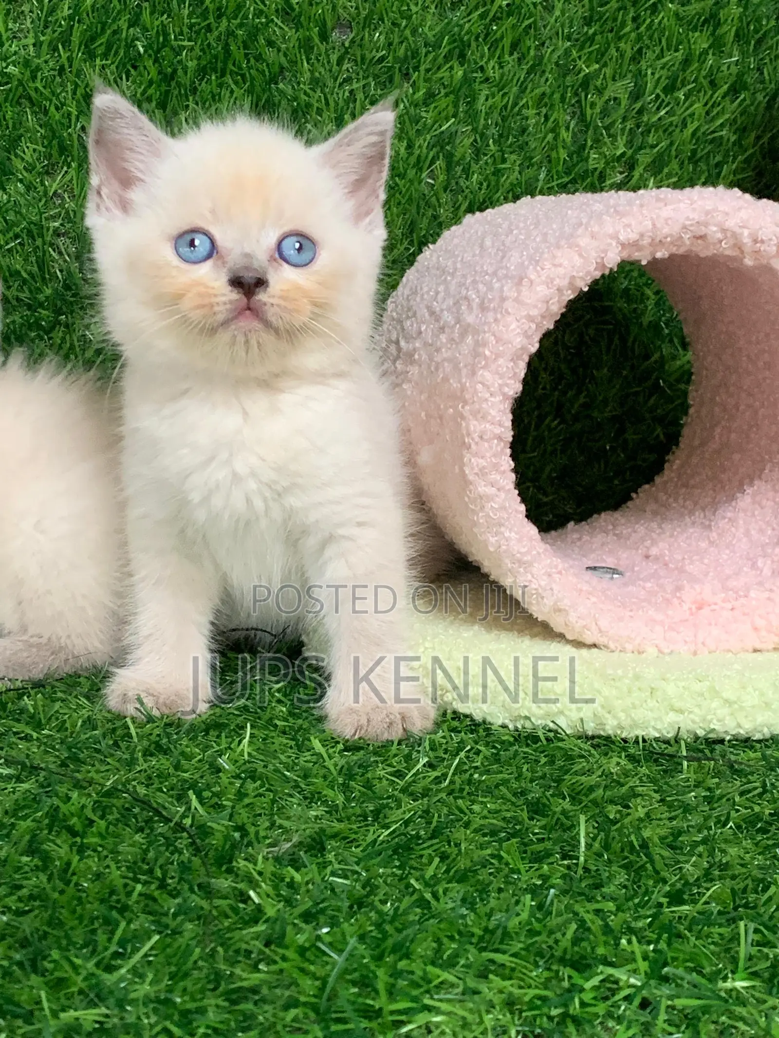 1-3 months Female Purebred British Shorthair