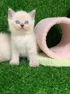 1-3 months Female Purebred British Shorthair