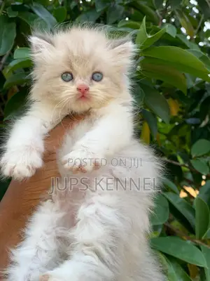 1-3 months Female Purebred Persian