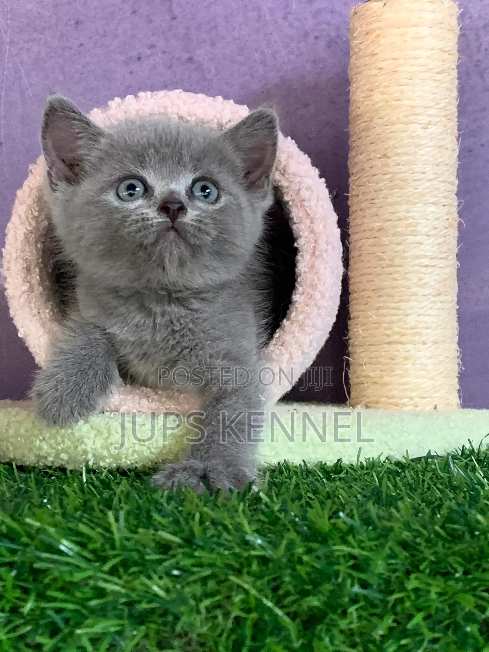 1-3 months Female Purebred British Shorthair