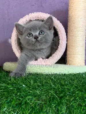 1-3 months Female Purebred British Shorthair