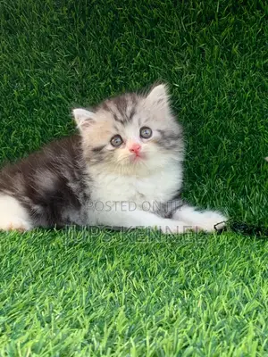 1-3 months Female Purebred Persian