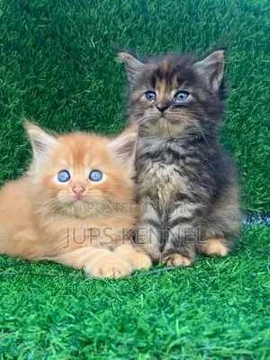1-3 months Female Purebred Maine Coon