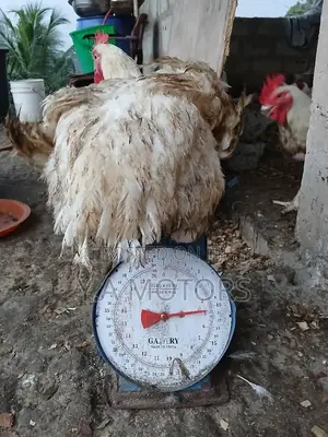 Broilers and Layers