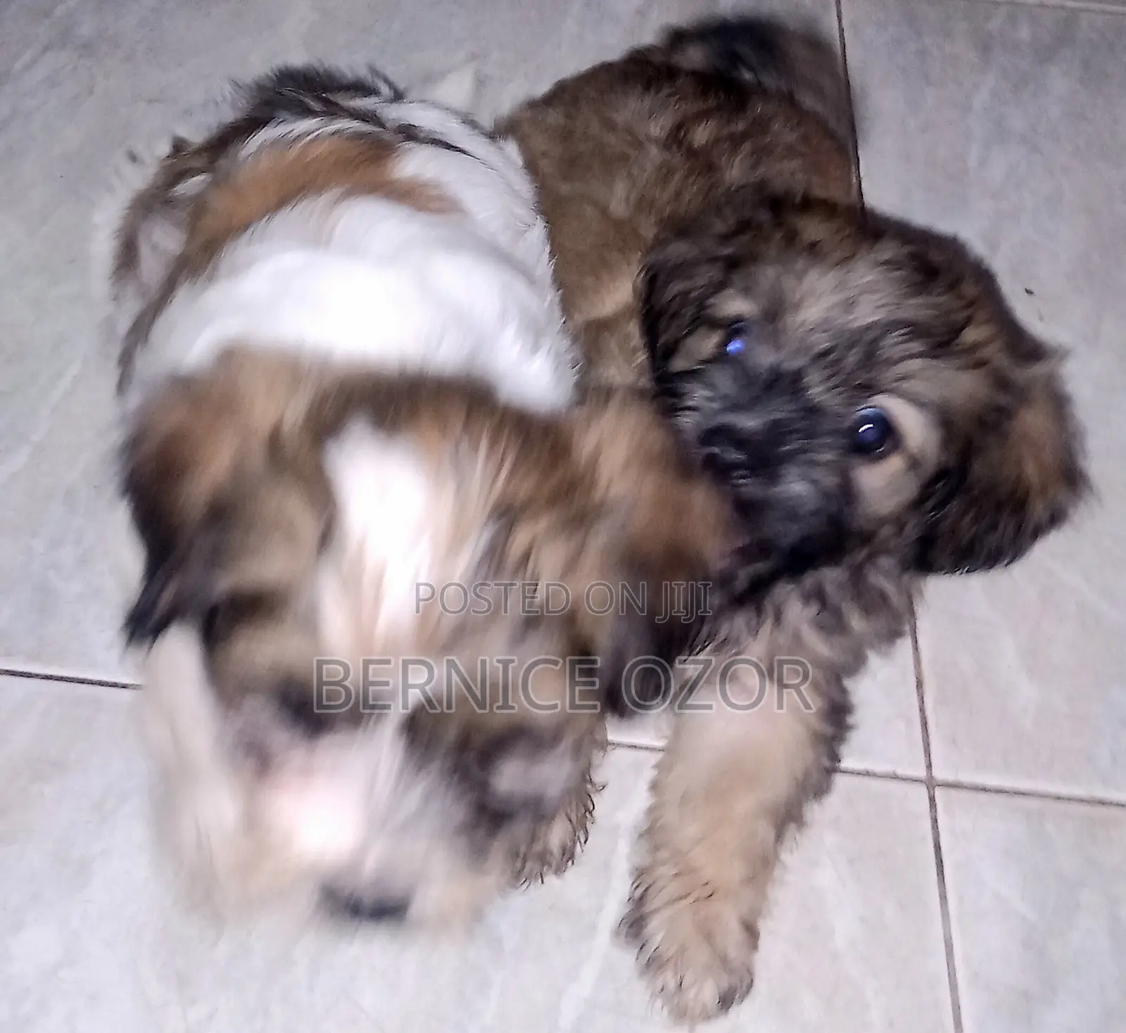 1-3 months Male Mixed Breed Poodle