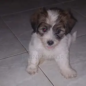 1-3 months Male Mixed Breed Poodle