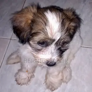 1-3 months Male Mixed Breed Poodle