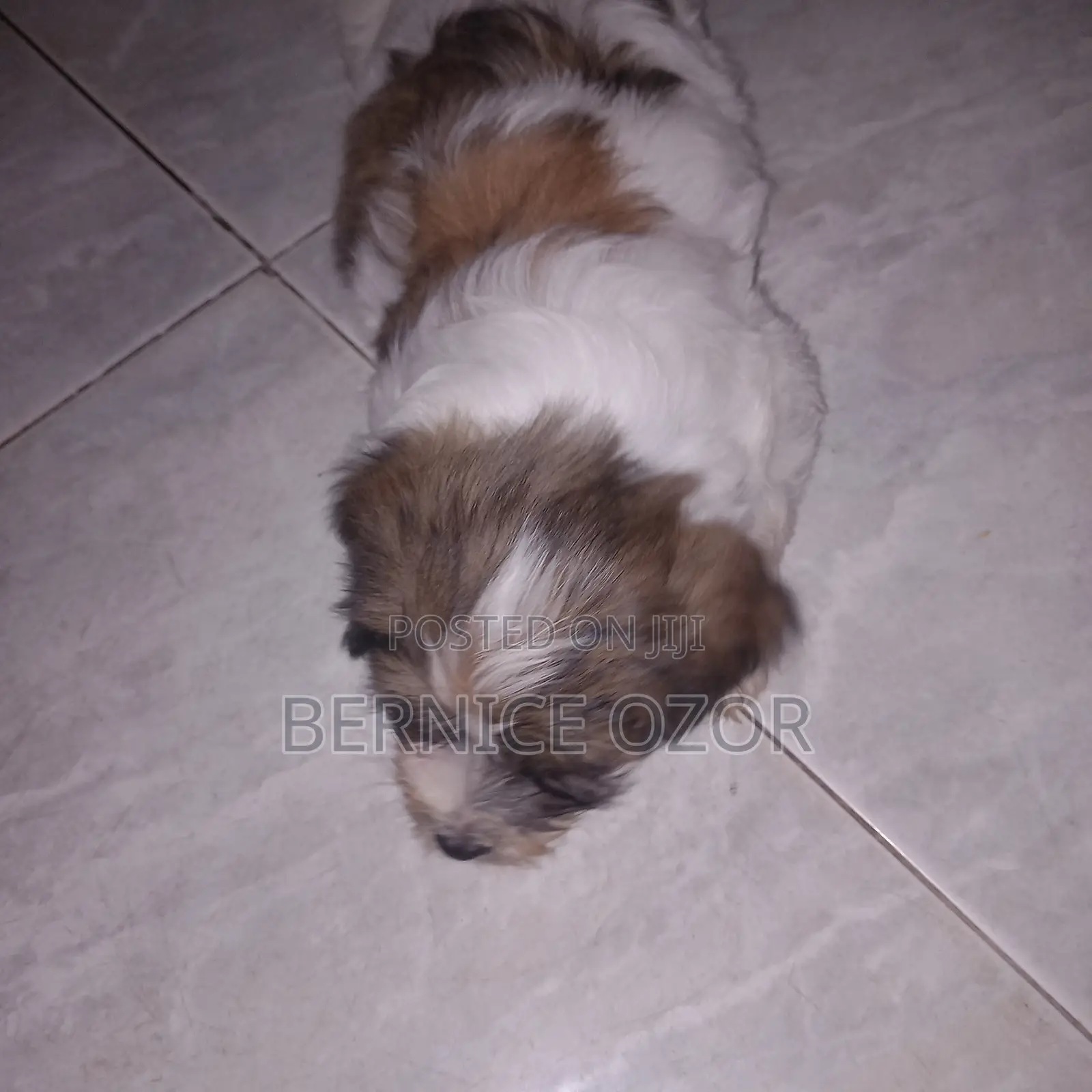 1-3 months Male Mixed Breed Poodle