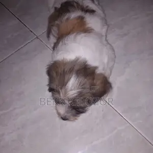 1-3 months Male Mixed Breed Poodle