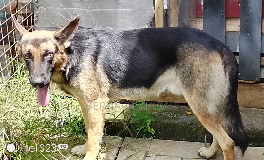 1+ year Male Purebred German Shepherd