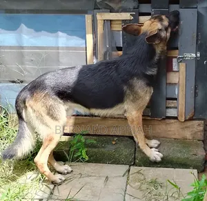 1+ year Male Purebred German Shepherd
