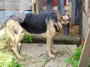 1+ year Male Purebred German Shepherd