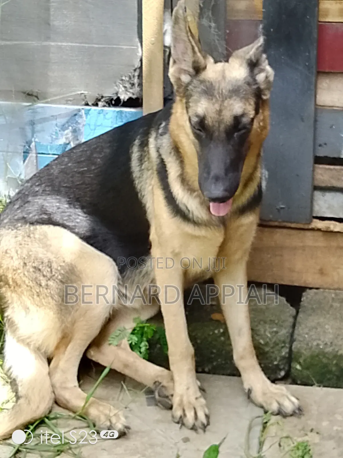 1+ year Male Purebred German Shepherd