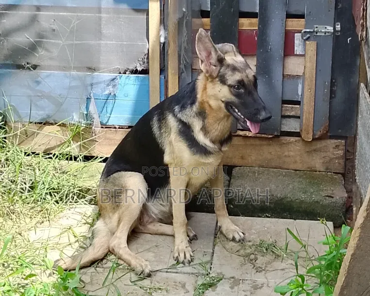 1+ year Male Purebred German Shepherd