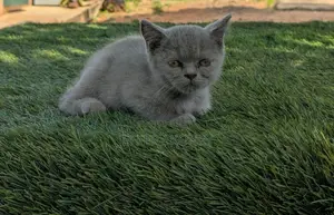 1-3 months Female Purebred British Shorthair