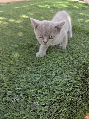 1-3 months Female Purebred British Shorthair