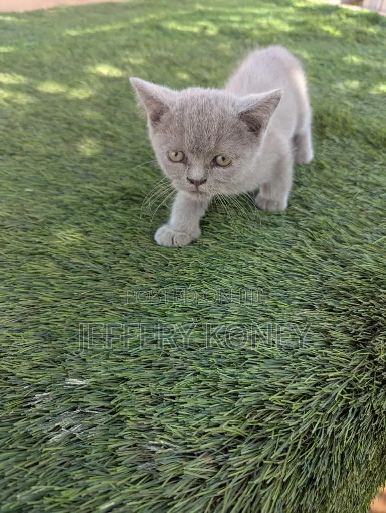 1-3 months Female Purebred British Shorthair