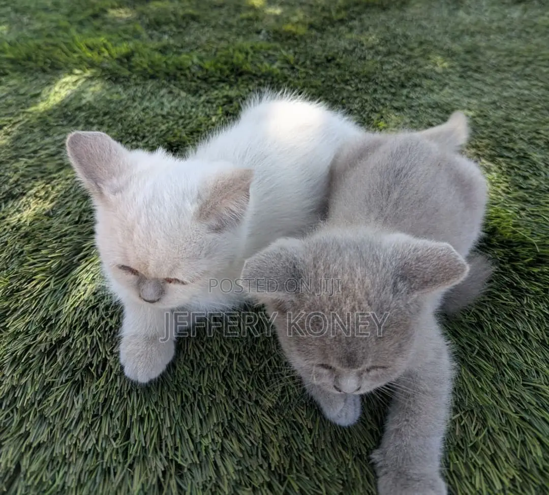 1-3 months Female Purebred British Shorthair