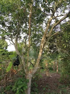 Land for Rent