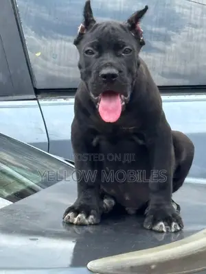 1-3 months Female Purebred Cane Corso