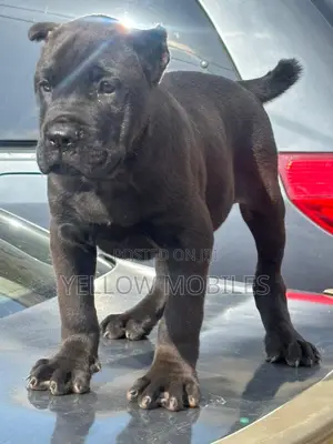 1-3 months Female Purebred Cane Corso