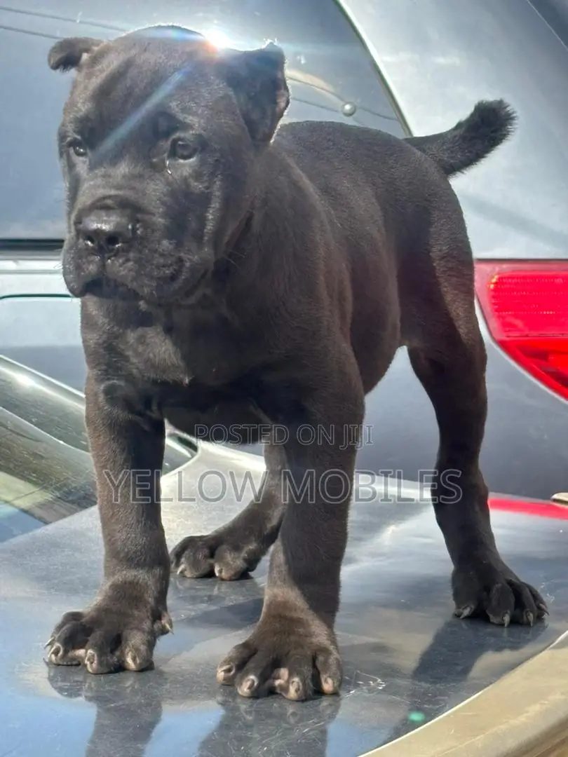 1-3 months Female Purebred Cane Corso
