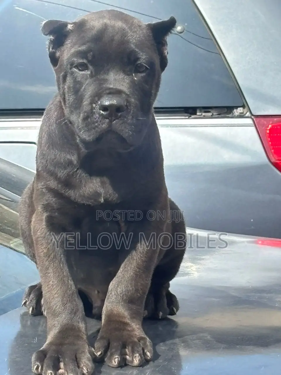 1-3 months Female Purebred Cane Corso