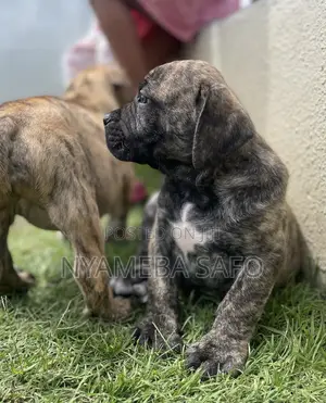 1-3 months Female Purebred Boerboel