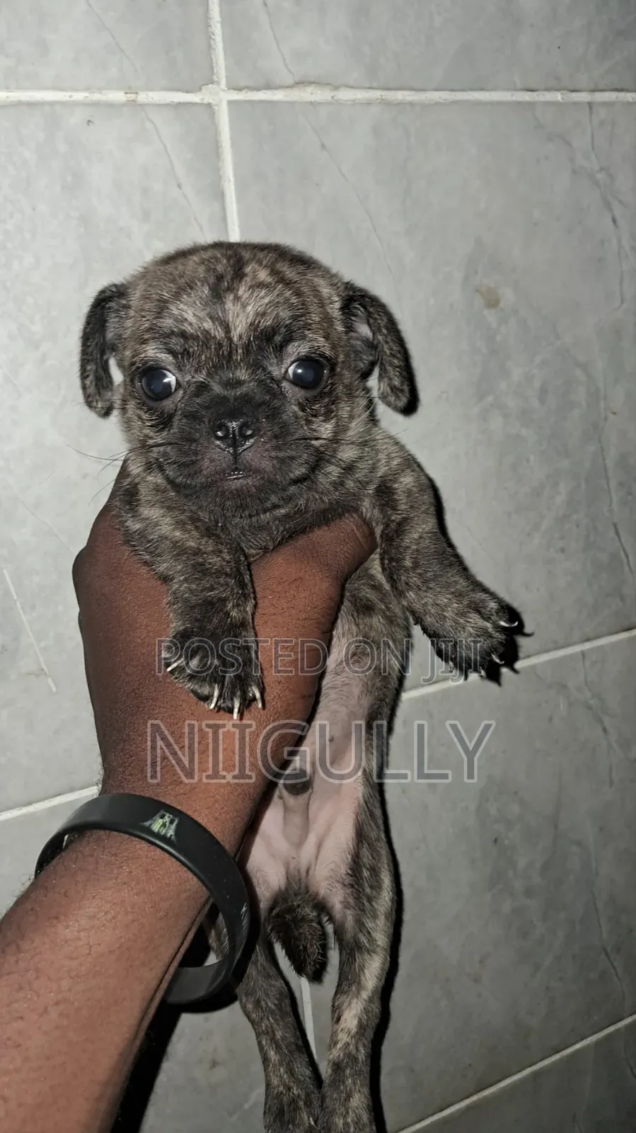 1-3 months Male Purebred Pug