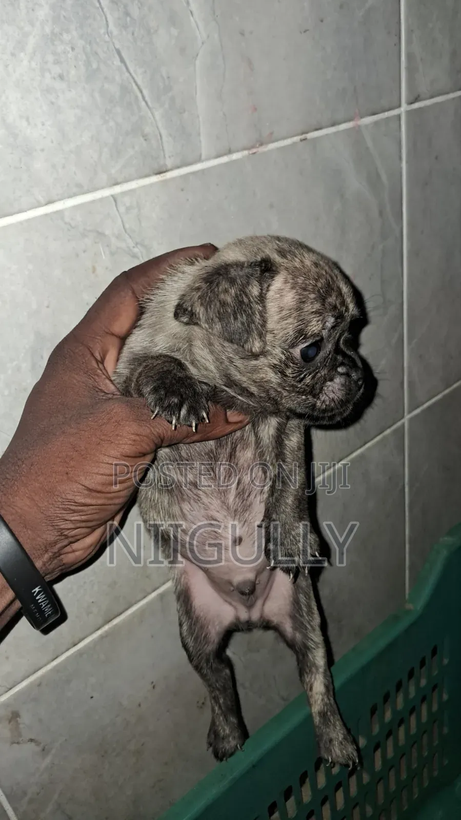 1-3 months Male Purebred Pug