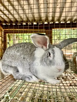 Healthy Rabbits