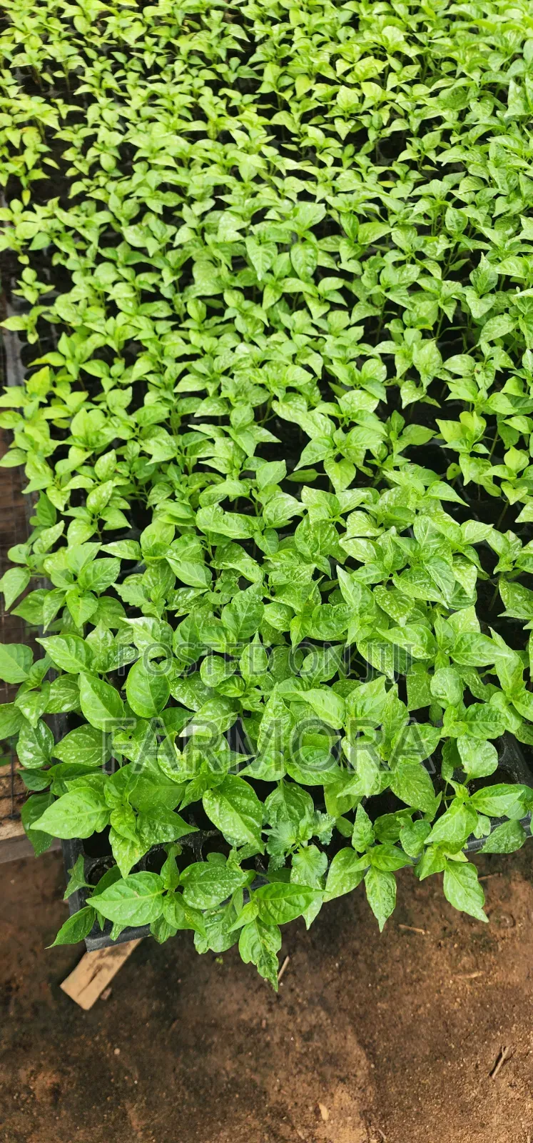 Habanero Seedlings