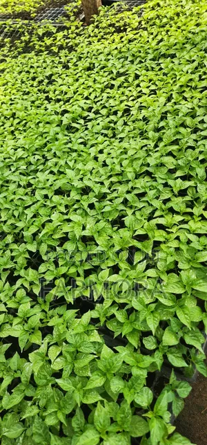 Habanero Seedlings