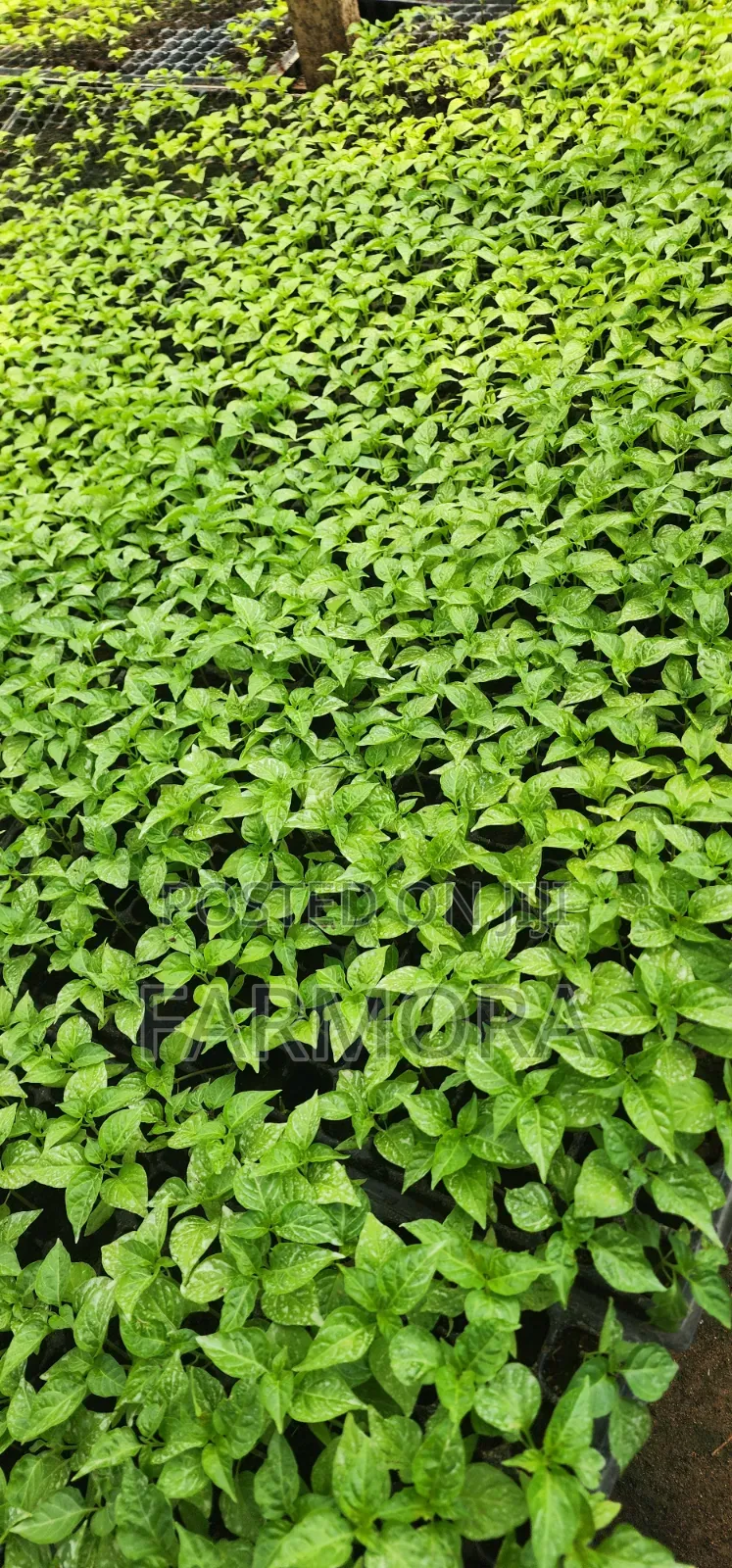 Habanero Seedlings