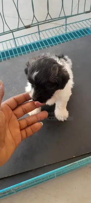 1-3 months Female Purebred Poodle