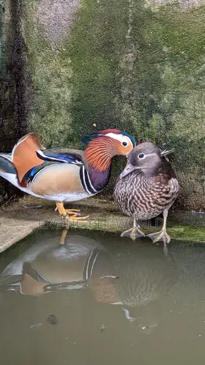 Mandarin Ducks