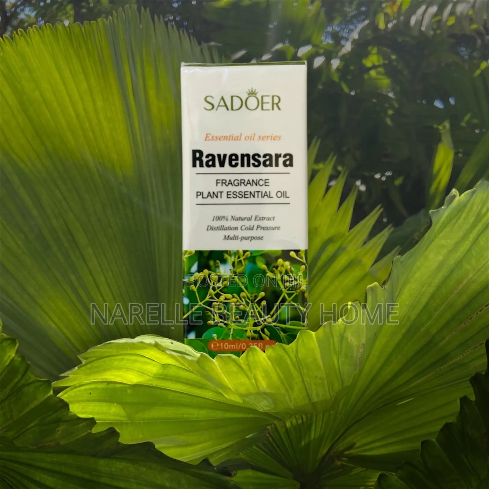 Ravensara Plant Essential Oil
